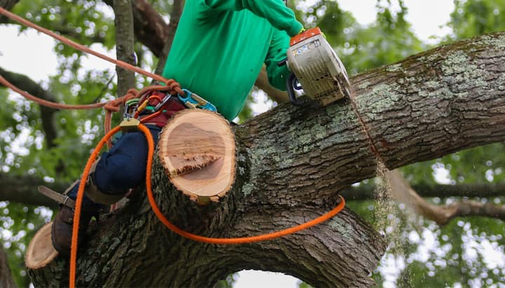 Tree removal banner of contractor wearing a green shirt as he saws branches