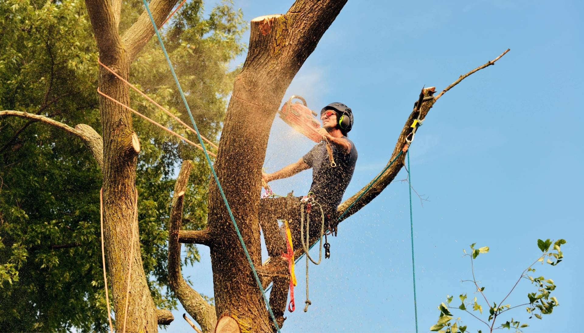 A tree removal contractor is using a saw as he performs in Summerville, South Carolina