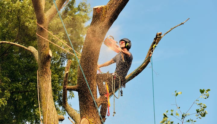 tree removal summerville sc