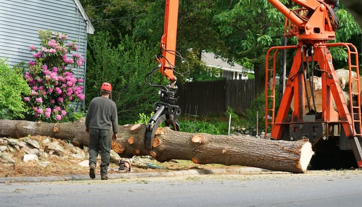 A tree removal service expert removing dead tree side of Summerville home