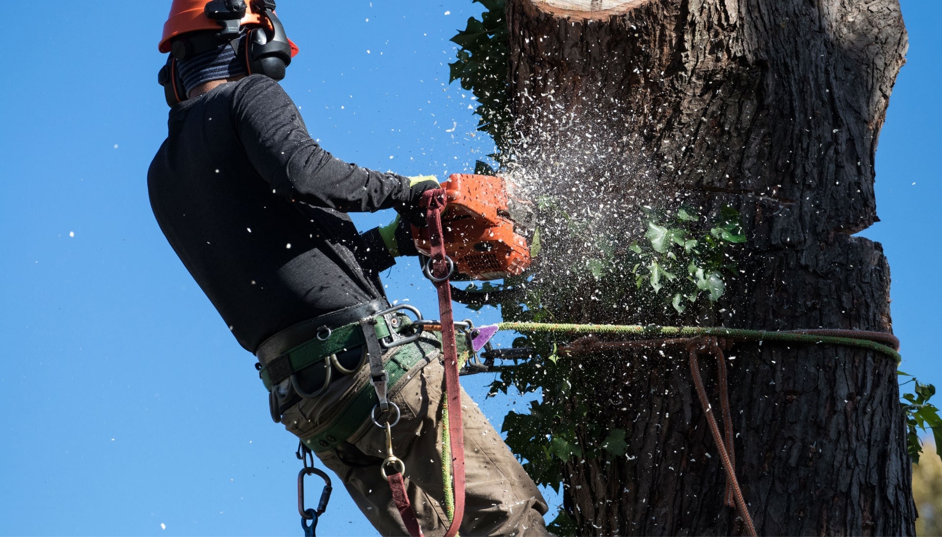 A local Summerville, South Carolina expert providing tree removal solutions